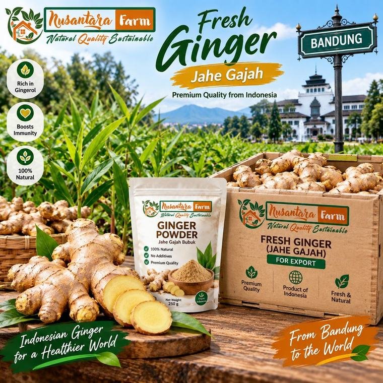 Fresh Ginger (Jahe Gajah)