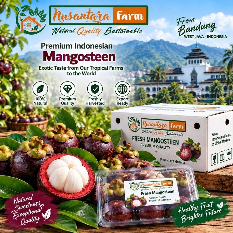 Premium Indonesian fresh mangosteen